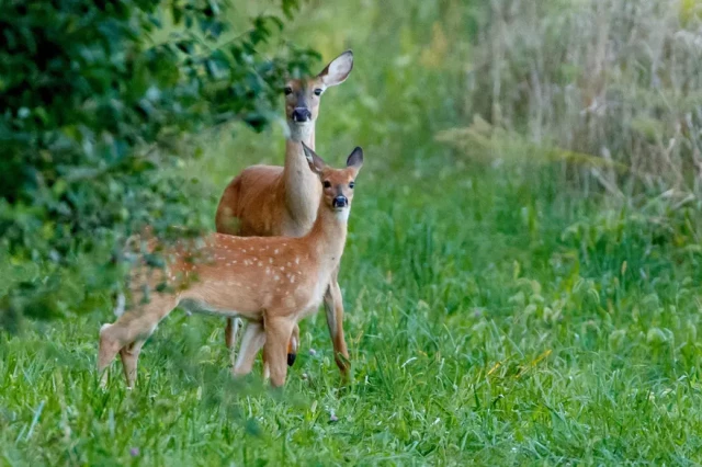 White-tailed doe and fawn