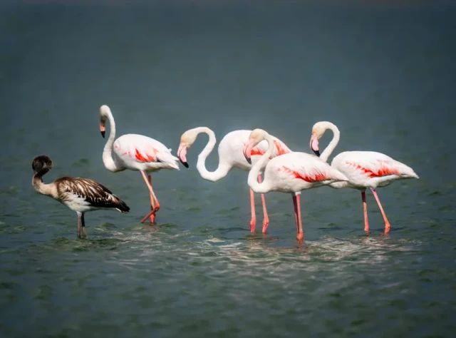 Flamingos