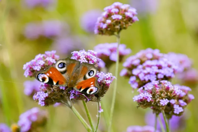 Peacock butterfly