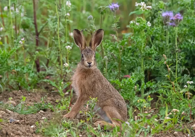 Brown hare