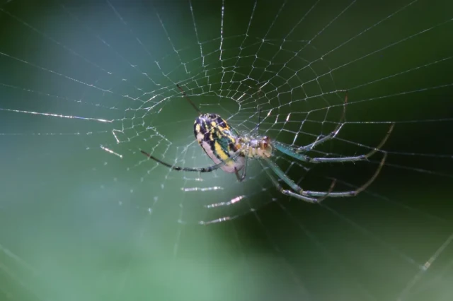 Orchard orb-weaver spider