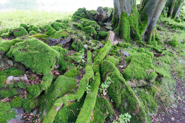 a photo of rocks and branches around the roots and trunk of a tree in South Wales, everything is covered in moss, the photo is lush