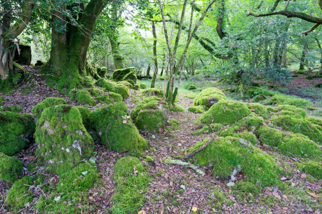 photo of a woodland where there are sparse trees but the whole picture is green thanks to the light diffusing through the leaves and hitting a floor of rocks which are all covered in moss