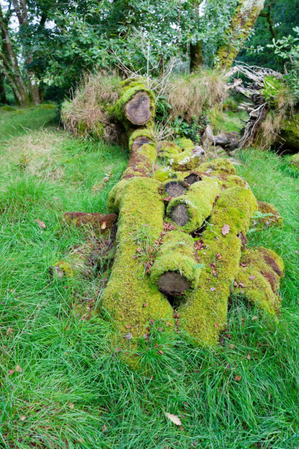 photo of some felled tree branches laying in grass, the tree branches are entirely covered in moss