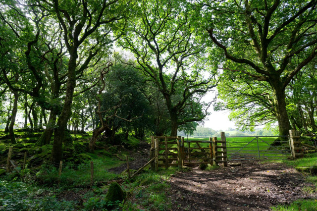 photo of a path between two fields, the path is clearly old, and the sides are covered in moss, in front is a farmer's fence, it too is very old, and there is a gate in the fence