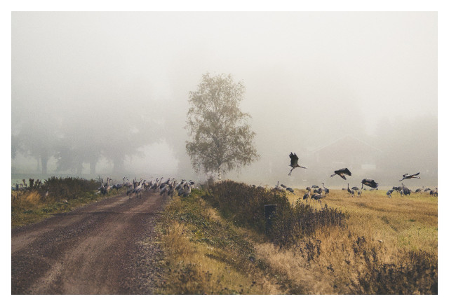 En grusväg leder bort på vänster sida. Tranor till vänster om, till höger om och på vägen, några i luften. En björk står på höger sida om vägen. Bakgrunden är dimma.