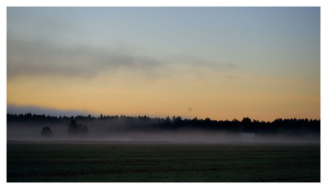 Ett dimhöljt landskap med en skogsridå. Mot den ljust oranga himmelen syns några tranor. 