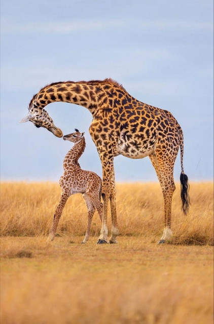 Photography. A touching color photo of a mother giraffe with her young in the steppe. The two animals are photographed from the side and are standing in the yellow grass. The big giraffe stands behind the little one and tilts its head over the little giraffe so that it almost touches its nose. From a human perspective, it looks as if she wants to give him a kiss. Very cute.