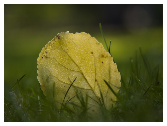 Ett gult löv står upp i det gröna gräset. Fotograferat i svagt motljus.