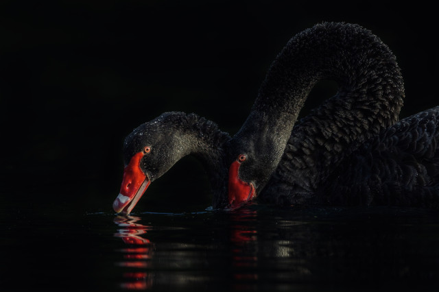 Two intertwined black swans.