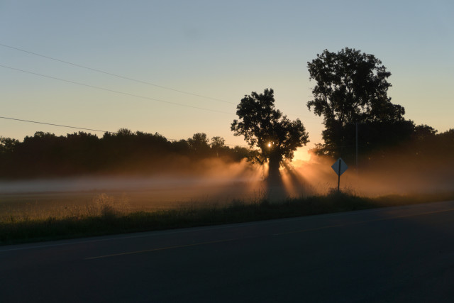 We're standing on the side of a country road, looking across a field. It's about 7:30am, in early July 2024. In center-right of frame, in the midground, are two trees that are blocking the direct light of the rising sun. The sun's scattered rays (the ones that make it past the trees) cut through the fog and diffuse into warm baths of orange.