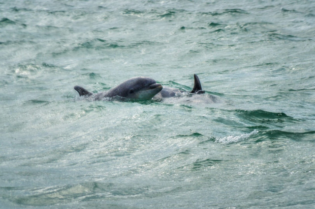 A captivating close-up of a bottlenose dolphin surfacing in the choppy, teal waters of Cardigan Bay near New Quay. The dolphin's sleek grey body is partially visible above the water, with its distinctive curved dorsal fin and rounded snout clearly visible. Sunlight glints off the rippling sea surface, creating a shimmering effect around the marine mammal. This image beautifully captures a moment of wildlife encounters along the Welsh coastline, highlighting the rich biodiversity of the area and the opportunity for dolphin watching in these waters.