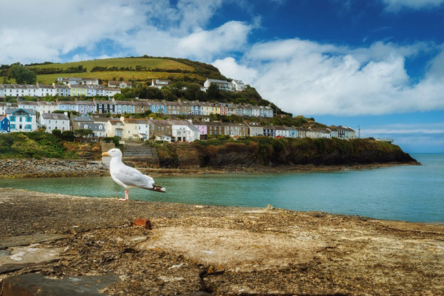 A picturesque coastal scene of New Quay, Ceredigion, Wales, featuring a white seagull in the foreground standing on a rocky shore. The backdrop showcases a charming hillside village with colourful terraced houses cascading down to the sea. The houses, painted in pastel hues of blue, pink, and white, are nestled against a verdant hillside. The tranquil turquoise waters of Cardigan Bay lap at the shoreline, whilst fluffy white clouds drift across a brilliant blue sky, creating a quintessential Welsh seaside vista.