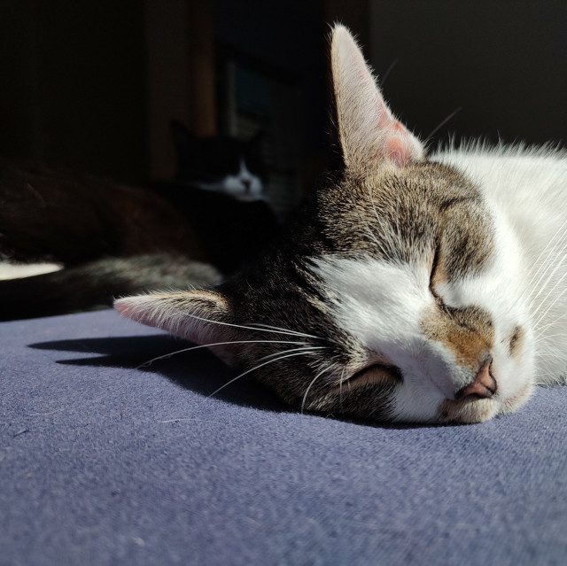 Der Kater Sammy liegt zur Seite gelegen auf einem Bett. Im Hintergrund kann man den Kater Phips sehen wie dieser genau so da liegt