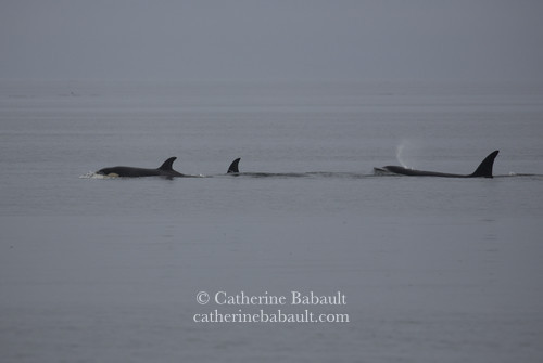 Orcas travelling close to shore