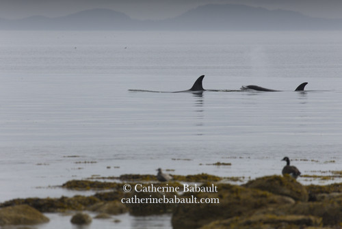 Orcas travelling close to shore. Gulls and a geese stand on the shoreline.