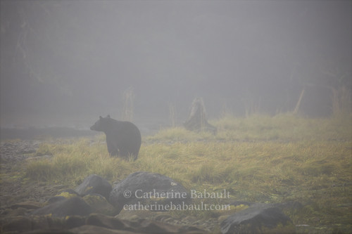 The silhouette of a black bear in thick fog on the shoreline.