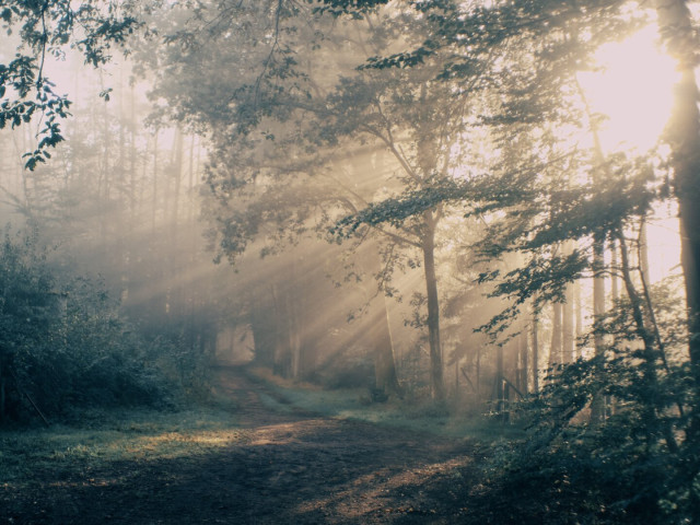 Sun breaking through the fog, and shining through the trees. Creating that wonderful looks with the sun rays in the mist.