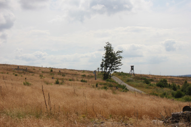 Hier war einmal Wald! 2020 war er Bereits tot, Im Frühling wächst etwas Gras, dann leuchtet der Fingerhut wie eine tolle Natur 3 Wochen Später ist es vorbei ,und es wird braun und hässlich! was aufwächst hat massive Wachstumsschäden!