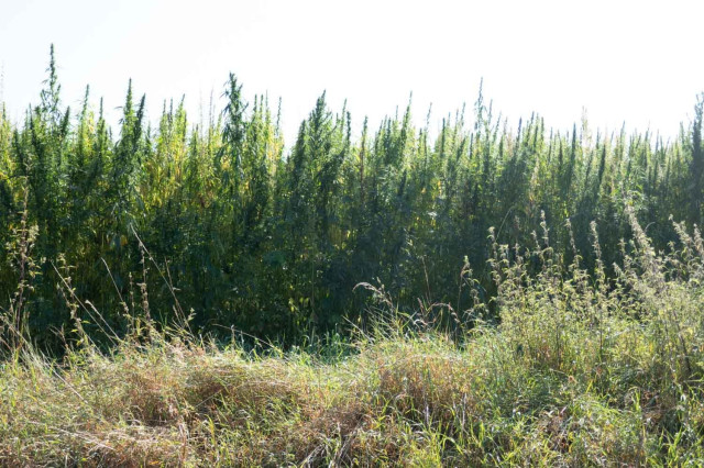 In Hesse, the legalisation of hemp cultivation is making great strides - a hemp field in full bloom impregnates the air with its heavy odour