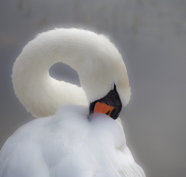 Ein Schwan der seinen Schnabel ins Gefieder steckt und seine Augen geschlossen hat.