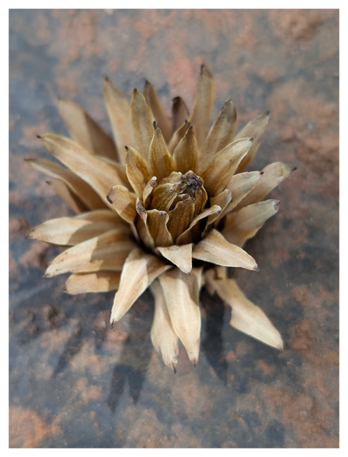 a dried, beige seed pod resembles a partially-opened flower with layers of pointed petals. it casts a faint shadow on a weathered terracotta surface, rust and black.