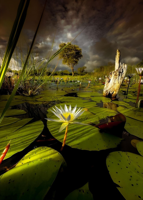 Photography. A color photoof a wetland in the Okavango Delta with its lush vegetation. The photo is taken directly above the large green reeds with a white, spiky flower in the foreground. The view extends over the densely overgrown water plants to a lone green tree in the distance. It is surrounded by a dark wall of clouds through which the sun is shining. A wonderful nature shot.