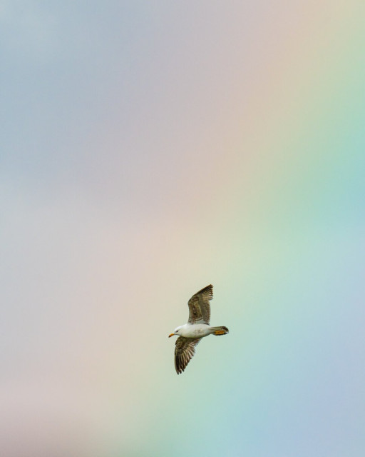 seagull and rainbow