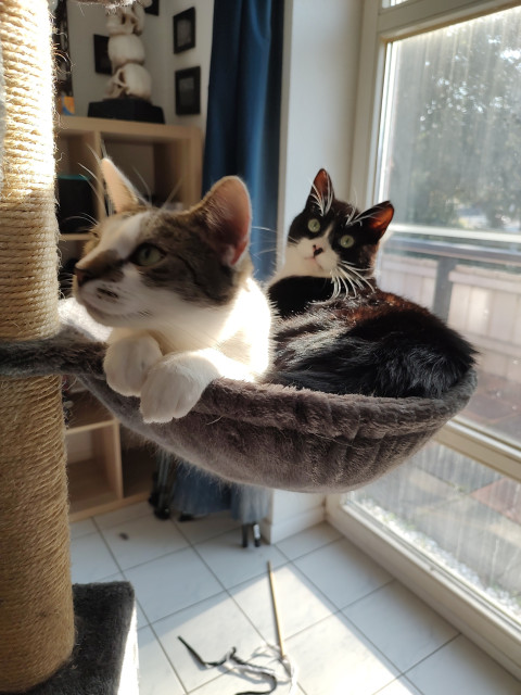 Die Kater Sammy und Phips liegen gemeinsam in einer Hängrkuhle und genießen die Sonne