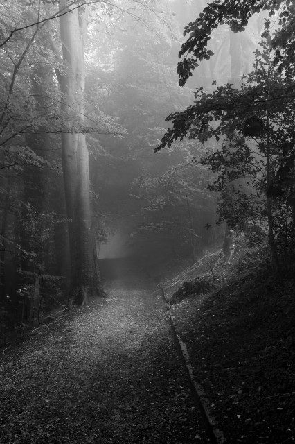 This is a black and white image of a woodland, with soft light breaking into the right side of the frame. There is fog lingering in the air, diffusing the light.