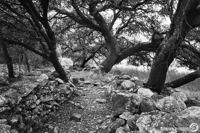 A black-and-white film photo of my dog Flo on a rocky path between trees with rather striking trunks.