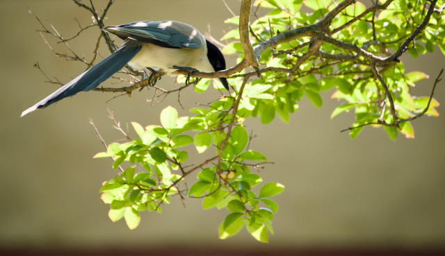 An azure-winged magpie on a tree branch, inspecting another branch.