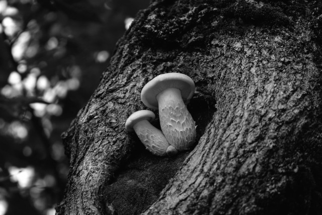 Photo of two young white mushrooms growing high on a tree trunk in a heart shaped healed scar. Scales on their feet and gills under their hats are clearly visible.