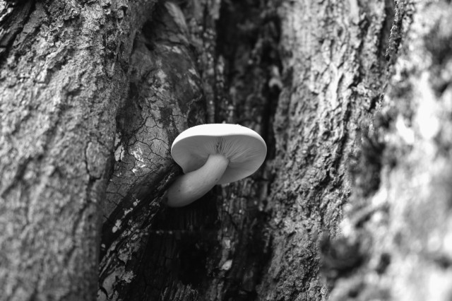 Close up photo of a mushroom with wide white hat and very apparent gills, growing on a tree scar, on what is left of a cut branch, four feet from the ground.