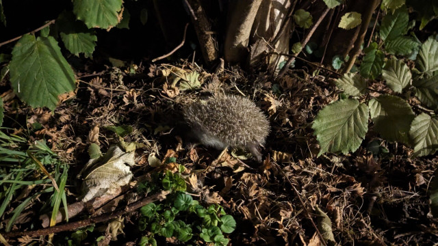 Ein klriner Igel im Laub bei Nacht