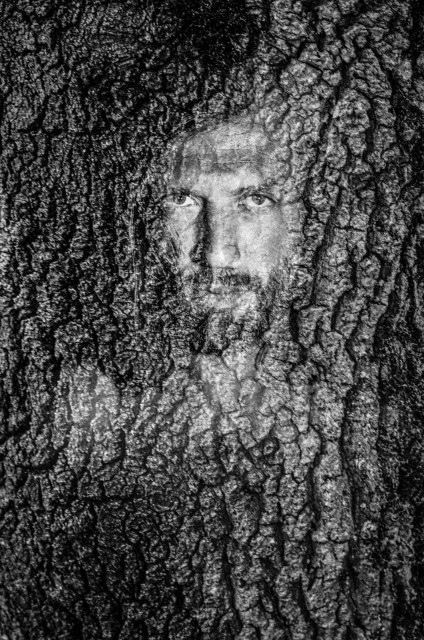 A man's face emerges from the bark of a tree. He looks straight at the camera and does not look too happy. Black and white. 