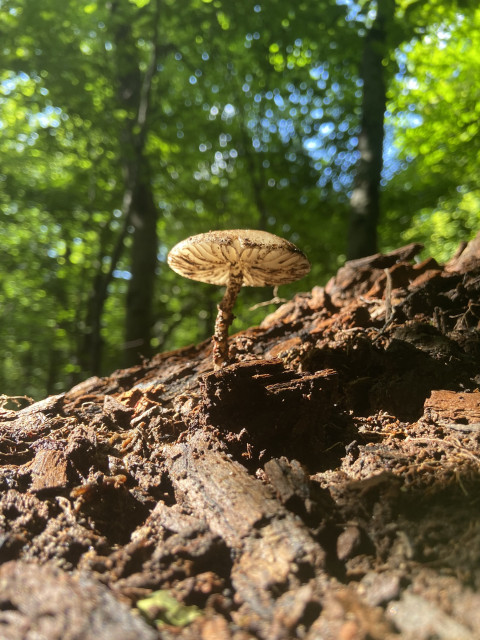 Looking up at a mushroom growing on a hill. The hill is brown dirt to the bottom and right of the photo, and the top and left are green forest. The mushroom has a thick beige cap, with the gills seemingly traced by the dirt that they grew out of. The stem is also seemingly covered in dark clods of dirt