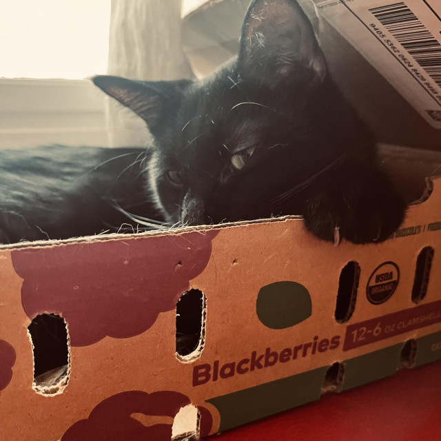 a black cat in a cardboard box peers at us over the edge of the box, his paw resting on the box lip