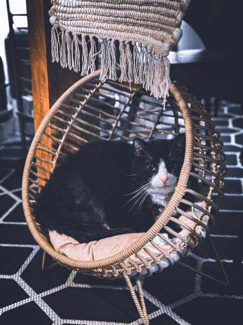 A regal tuxedo cat from house Sup sitting on his throne (that we bought a year ago and only just noticed he's finally using it)

Let's be honest, this is a cats world and we just live in it.