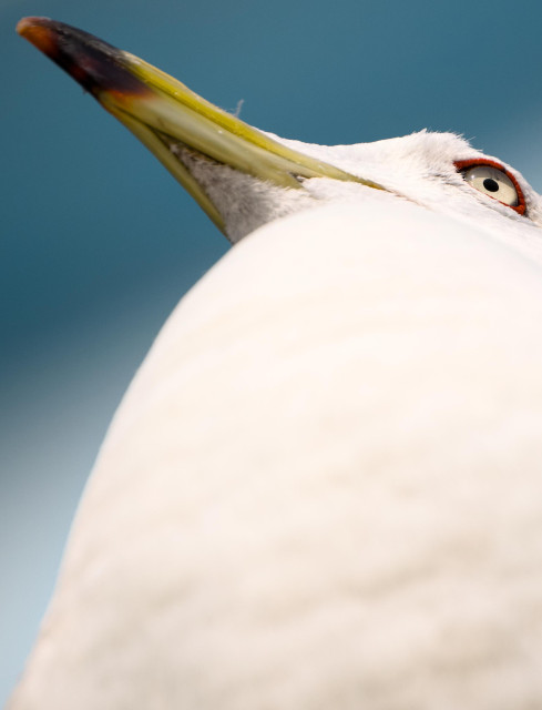 Photograph of a gull from below, most of the frame is taken up by its chest, its eye is in focus. Blue sky behind.