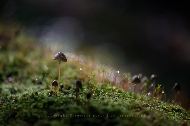 Colour close-up of a small mushroom standing on a tall and thin leg with a slightly transparent striped cap. There are other similar mushrooms, but much smaller, and moss growing nearby. The background is blurred by the shallow depth of field, making the dew drops on the moss behind the mushroom look like stars in the sky. The photo is dominated by green, with touches of brown and red.