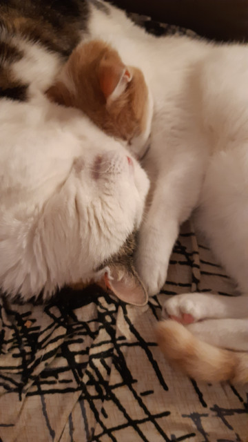 Photo de mes deux chats dormant presque tête contre tête.