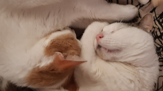 Même photo mais de dessus, leur position fait comme le cercle du ying-yang, ils sont enroulés ensemble l'un face à l'autre. Mon grand chat Néo sourit.