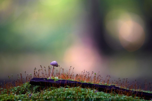 Colour photograph of a small purple fungus on a very thin stem growing out of a dark, almost black piece of wood. All sorts of mosses from small to tall grow around it. Some reach up to the mushroom's cap. The background is blurred by the shallow depth of field, creating coloured circles in a variety of colours from green to pink, acorn and deep purple.