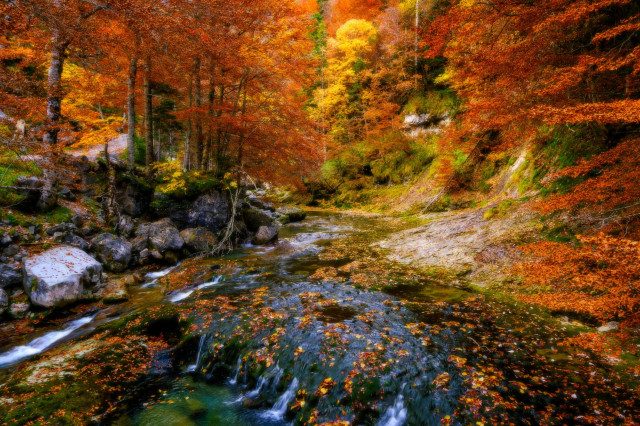 Se puede ver una gran vegetación de árboles con intensos colores de otoño (amarillos, rojos, anaranjados) y un pequeño río lleno de hojas caídas.