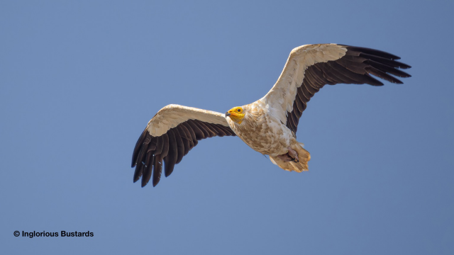 Egyptian Vulture ©️ Inglorious Bustards