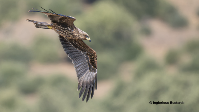 Black Kite (juv) ©️ Inglorious Bustards