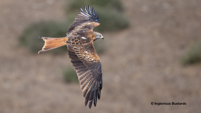 Red Kite ©️ Inglorious Bustards