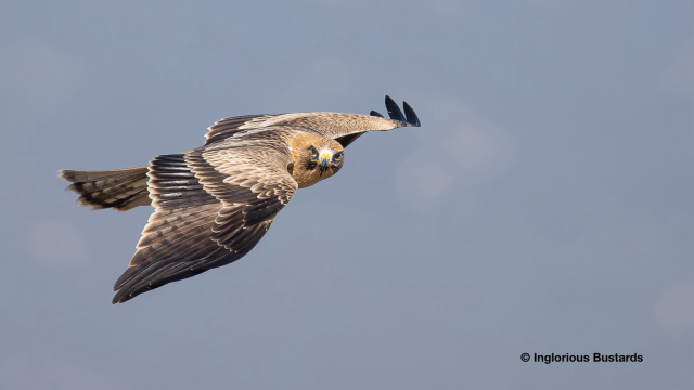 Booted Eagle juv ©️ Inglorious Bustards