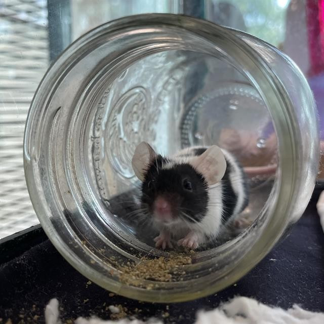 Spots is a black and white mouse available for adoption at the MSPCA cape cod adoption center. he's sitting in a sideways glass jar and looking at the camera through the opening. He has a little pink nose, feet and ears. he's very small